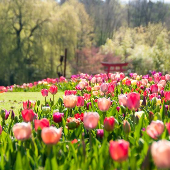 kasteeltuinen-arcen-bloemenlint.jpg